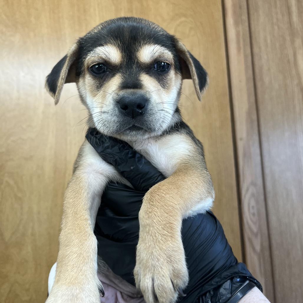Enlarge Yelana D26-077, a Adoptable mixed breed in Lebanon, TN image 2/2