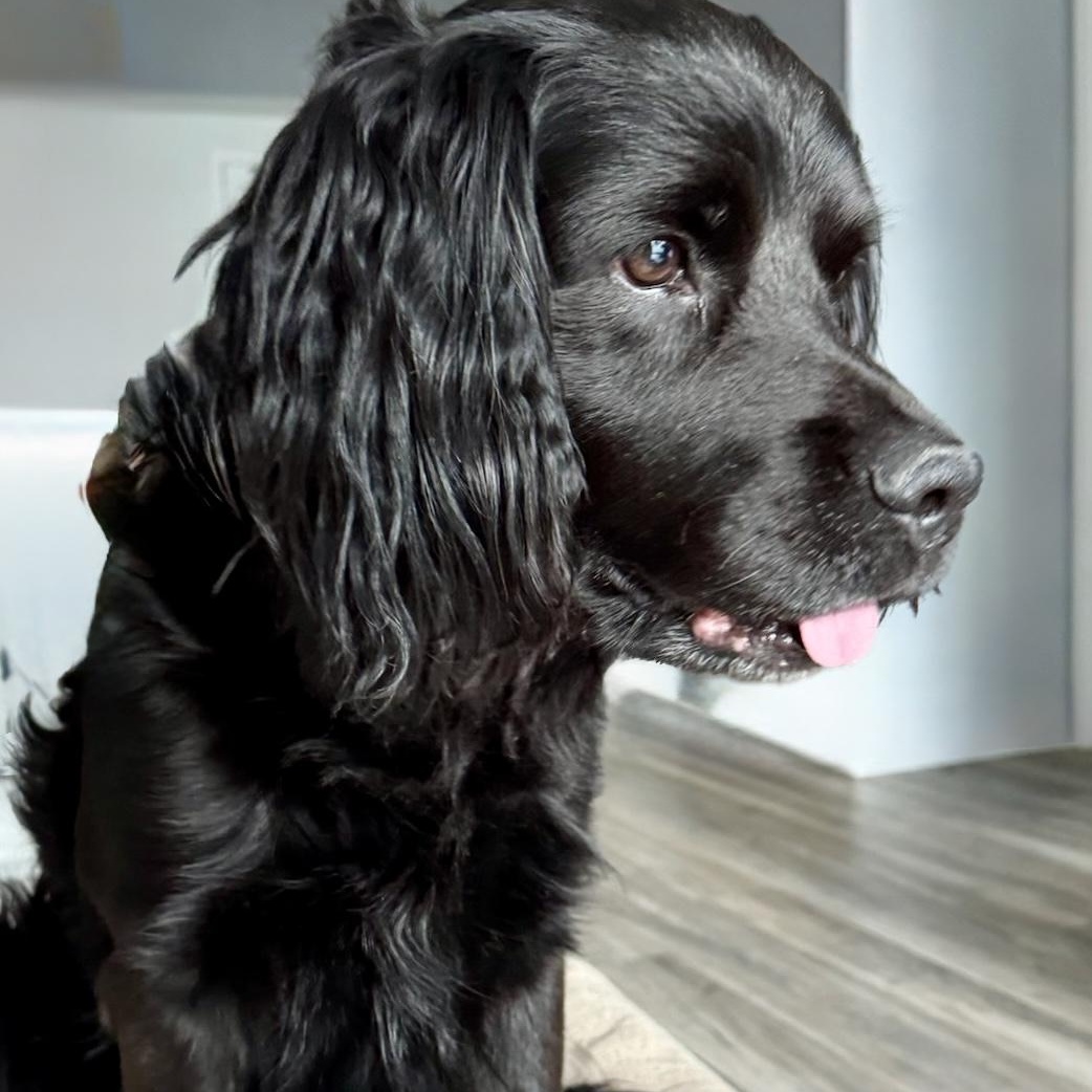 Enlarge MONTY, an adopted mixed breed in Toronto, ON image 3/4