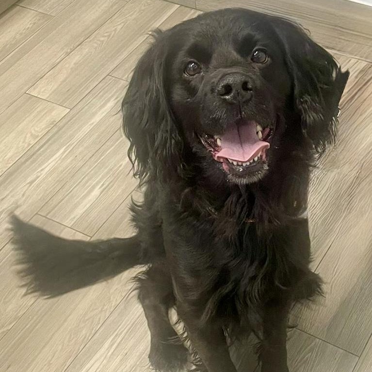 Enlarge MONTY, an adopted mixed breed in Toronto, ON image 2/4