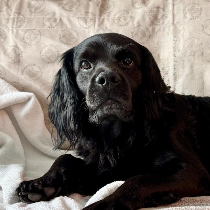 Enlarge MONTY, an adopted mixed breed in Toronto, ON image 1/4