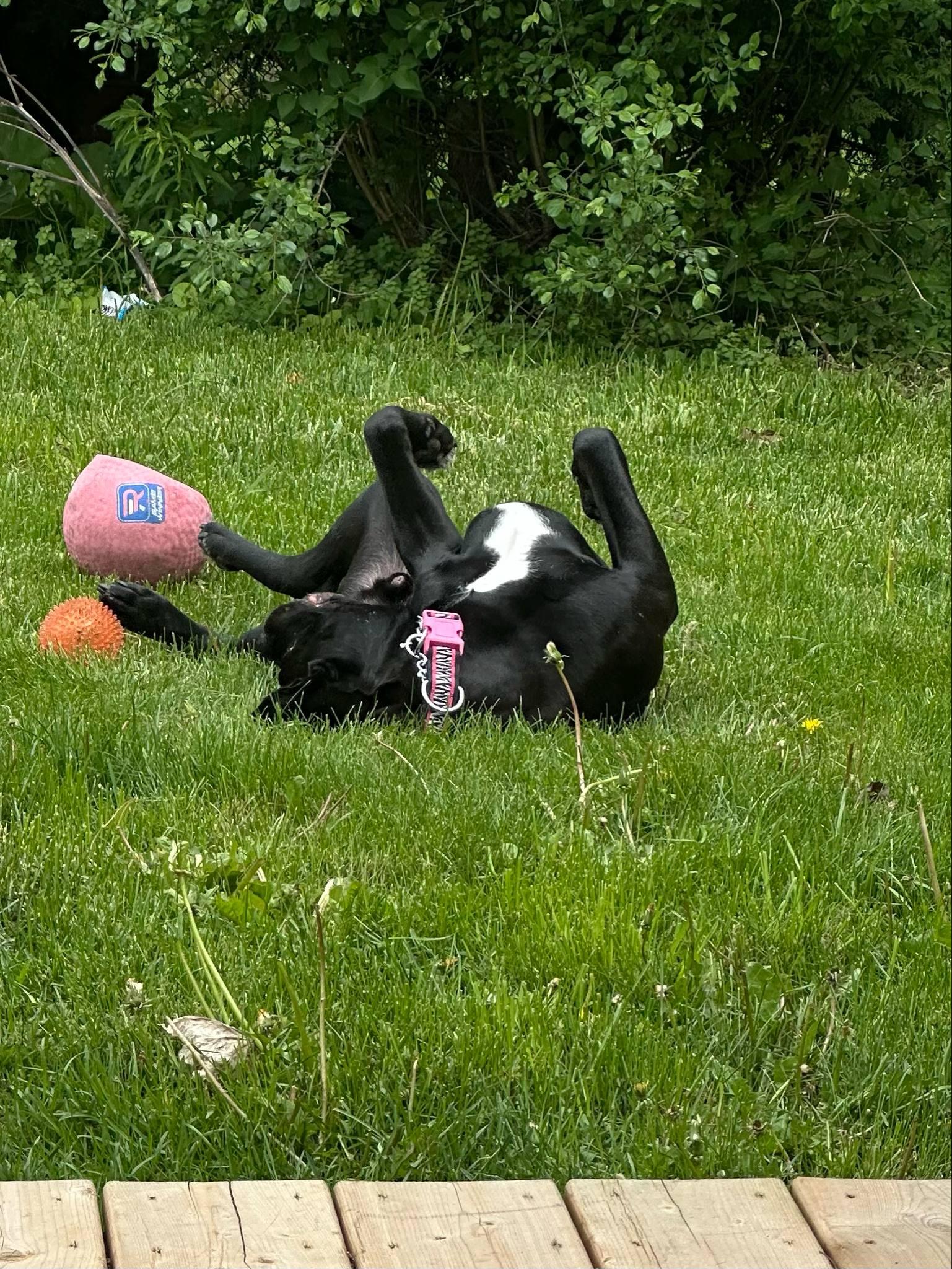 Benson, a Adoptable mixed breed in Appin, ON image 1/6
