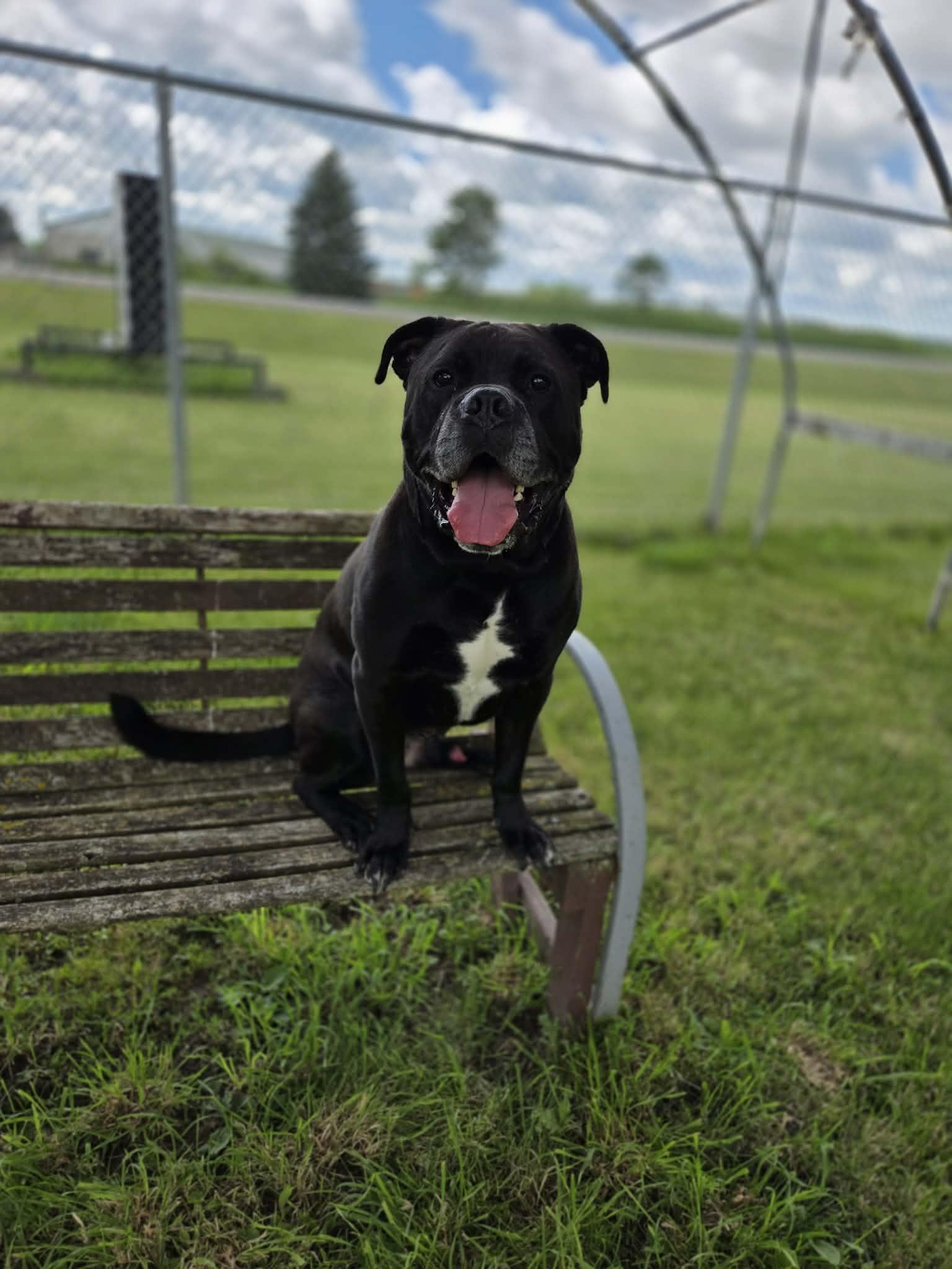 Enlarge Benson, an adoptable mixed breed in Appin, ON image 4/6