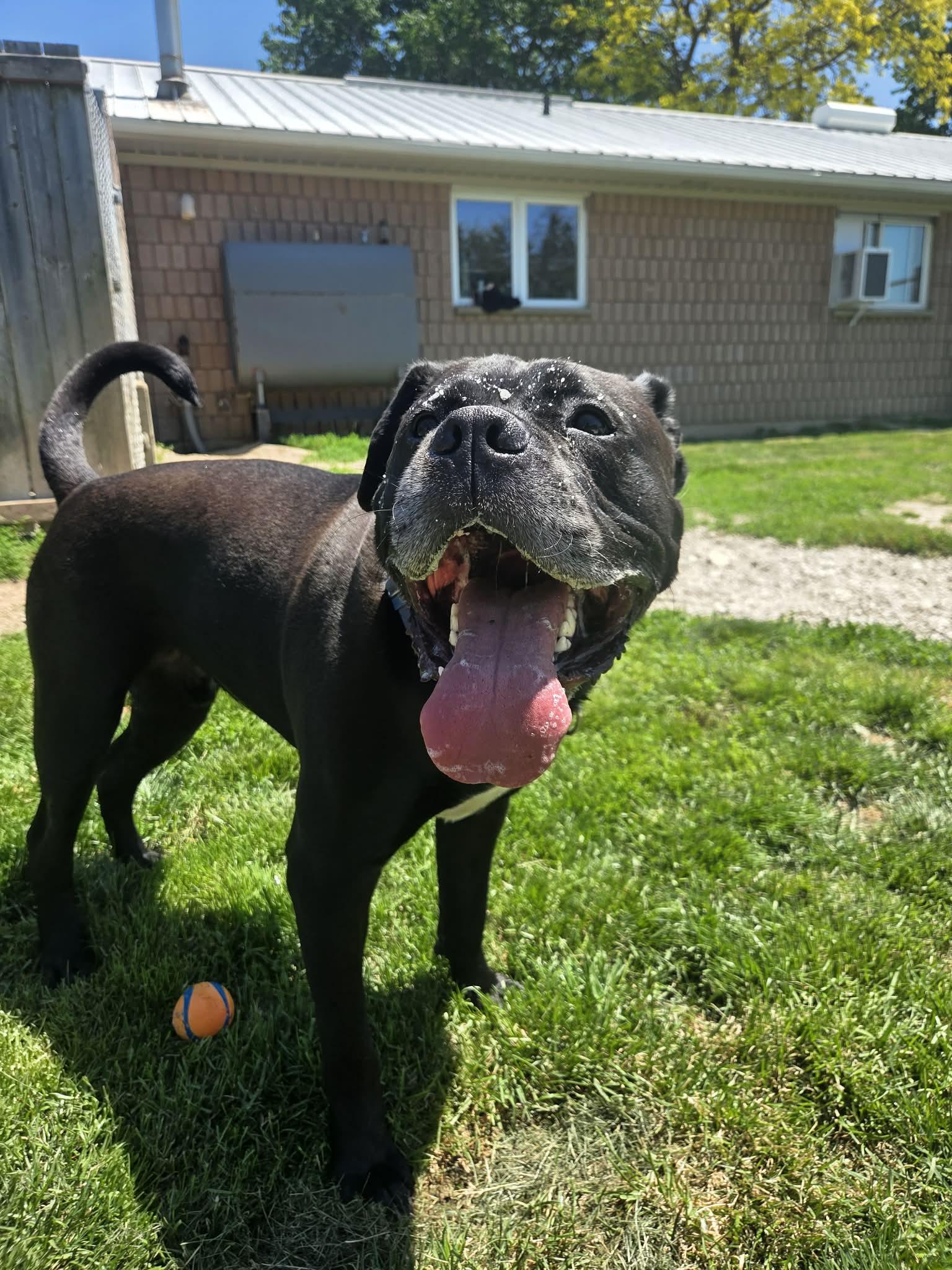 Enlarge Benson, an adoptable mixed breed in Appin, ON image 5/6