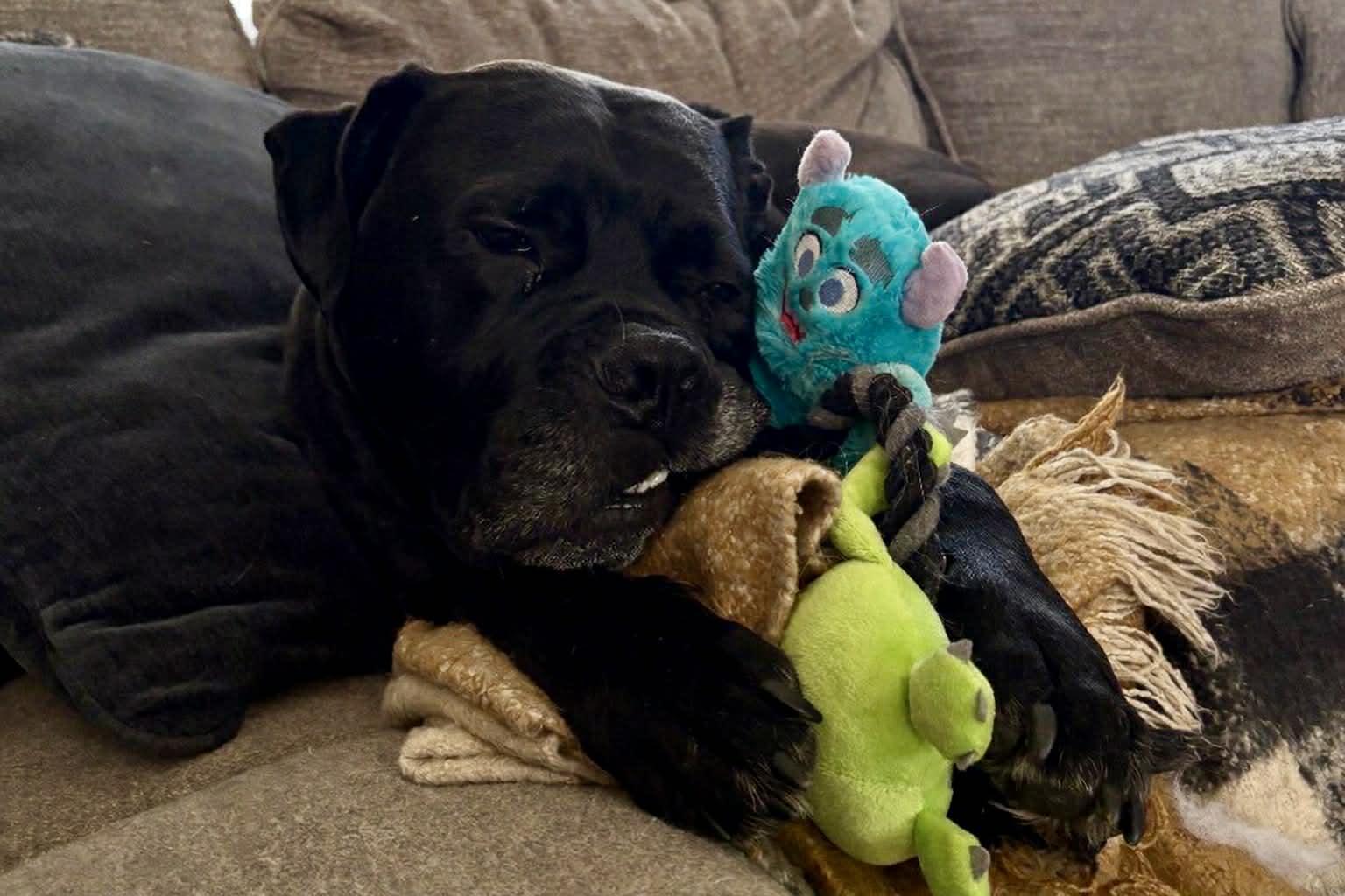 Enlarge Benson, a Adoptable mixed breed in Appin, ON image 5/6