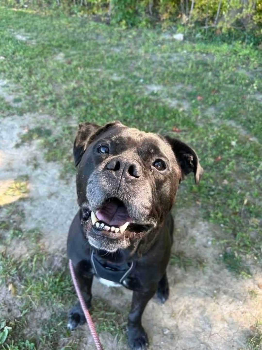 Enlarge Benson, a Adoptable mixed breed in Appin, ON image 6/6