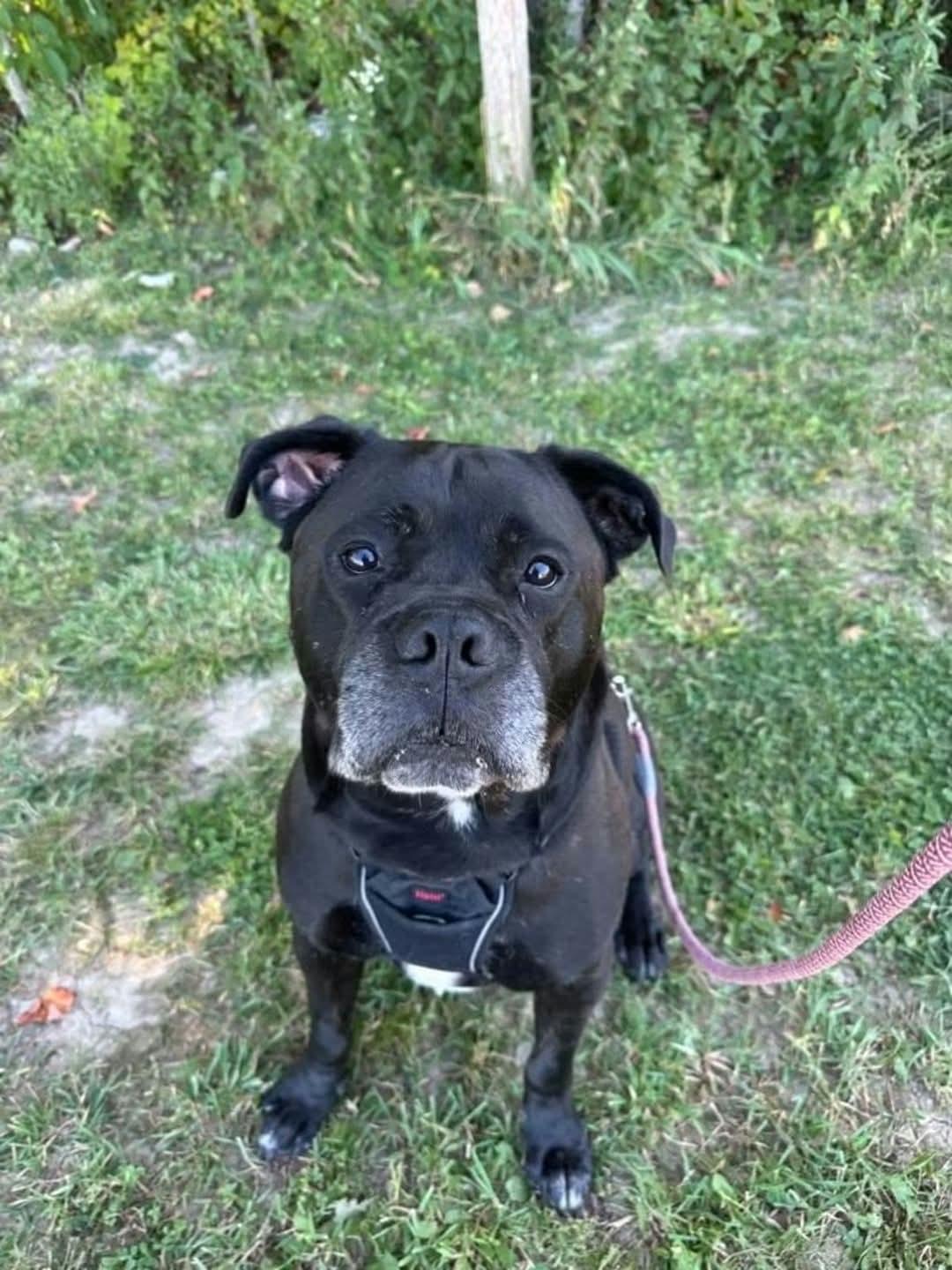 Enlarge Benson, a Adoptable mixed breed in Appin, ON image 1/6