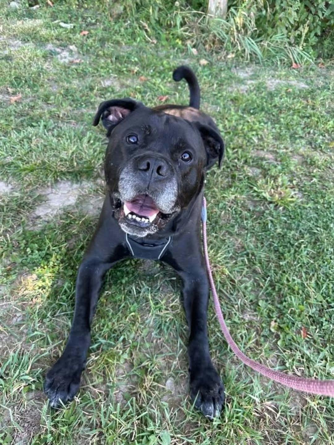 Enlarge Benson, a Adoptable mixed breed in Appin, ON image 4/6