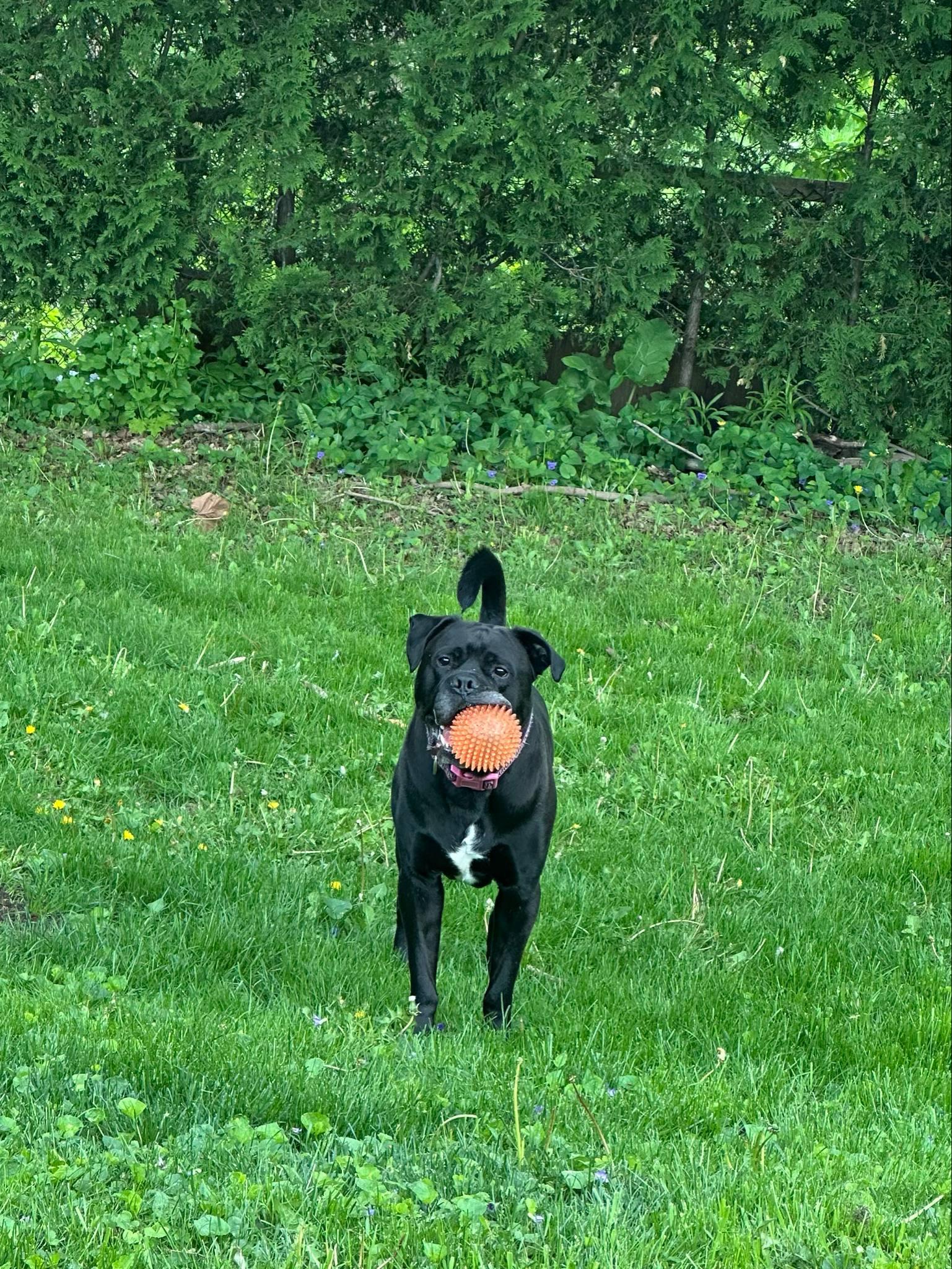 Benson, a Adoptable mixed breed in Appin, ON image 2/6