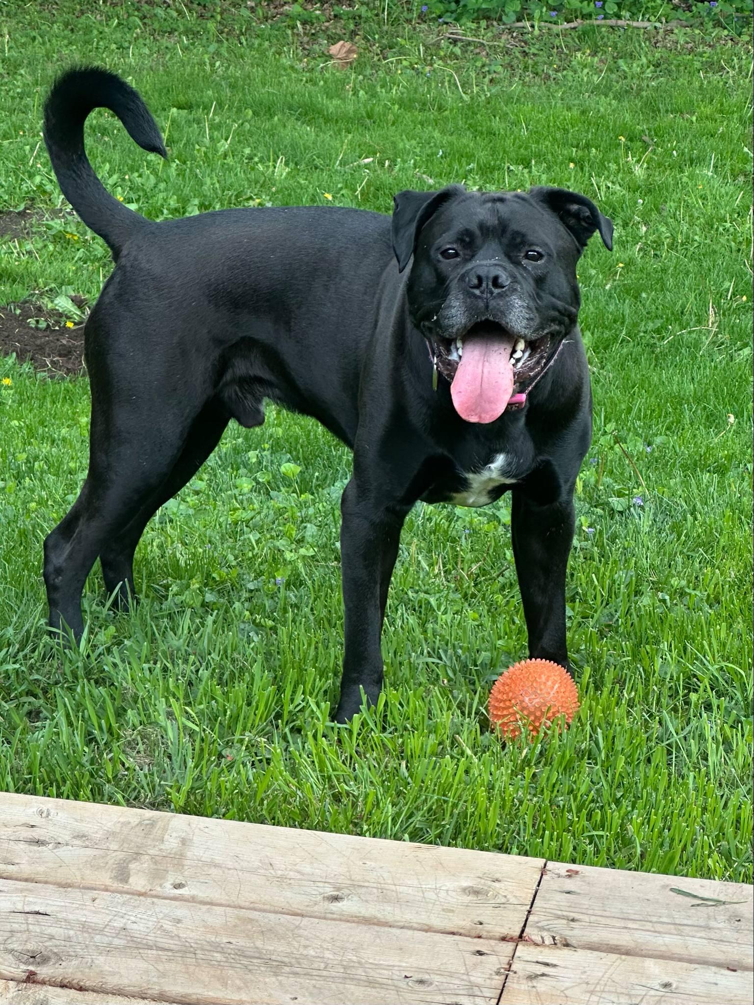Benson, a Adoptable mixed breed in Appin, ON image 3/6