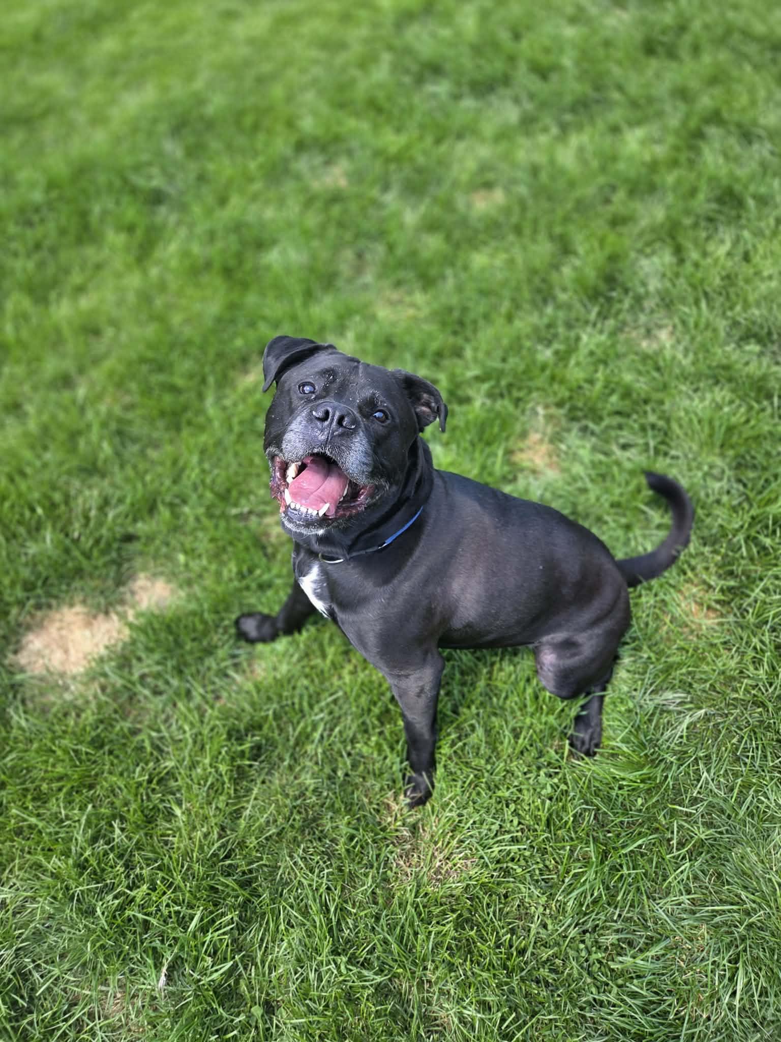 Enlarge Benson, an adoptable mixed breed in Appin, ON image 2/6