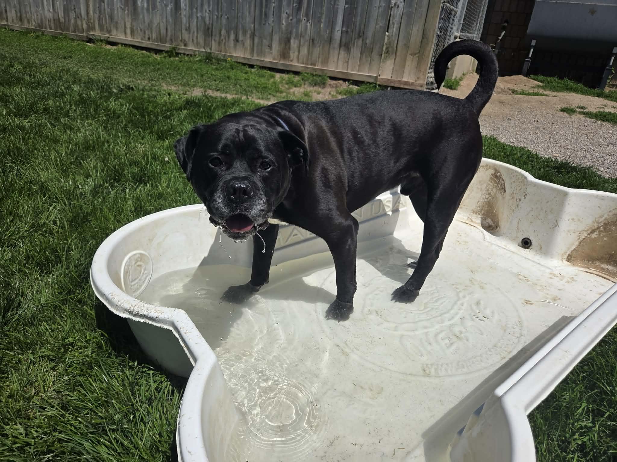 Enlarge Benson, an adoptable mixed breed in Appin, ON image 3/6