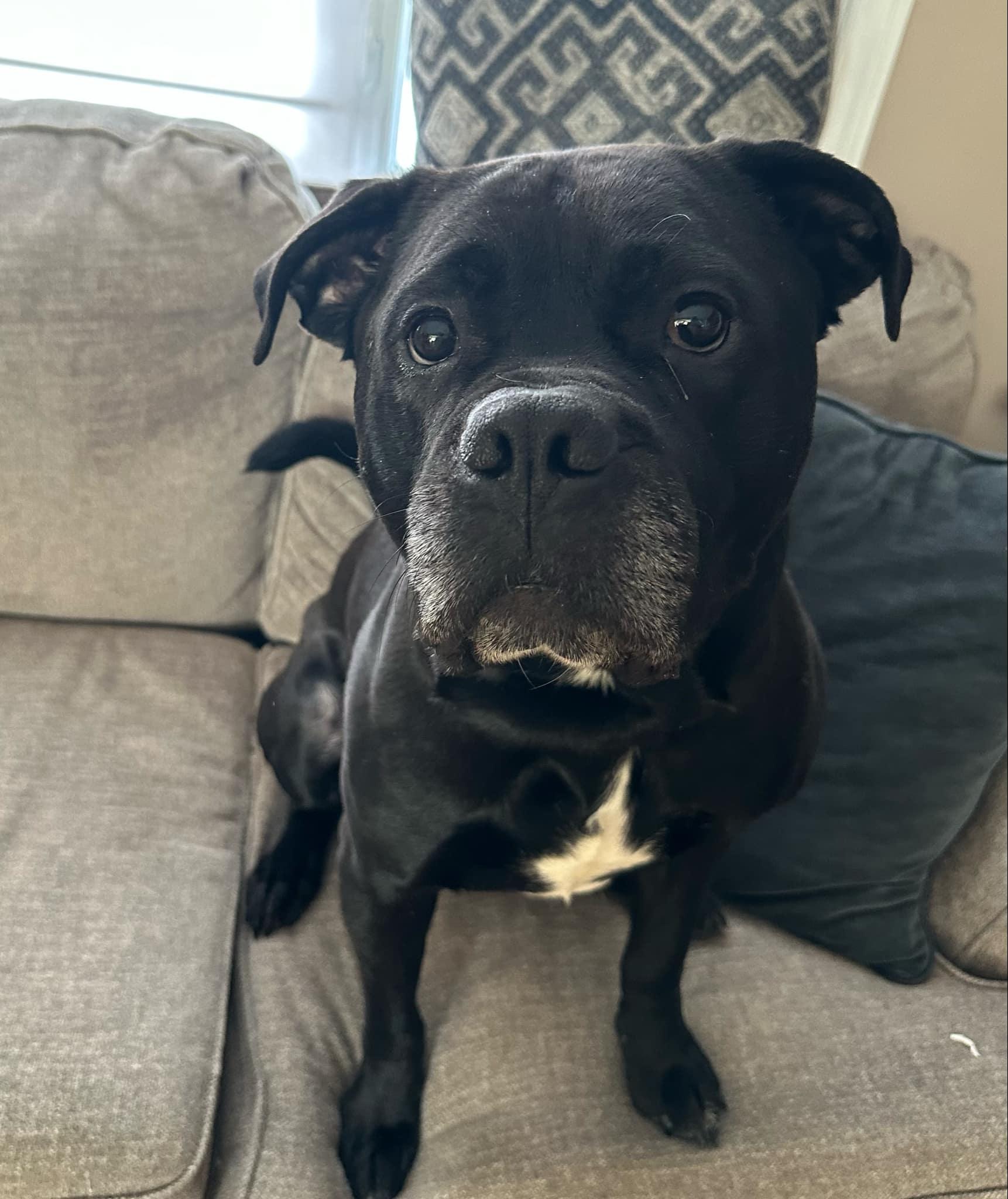 Benson, Adult Male Bullmastiff