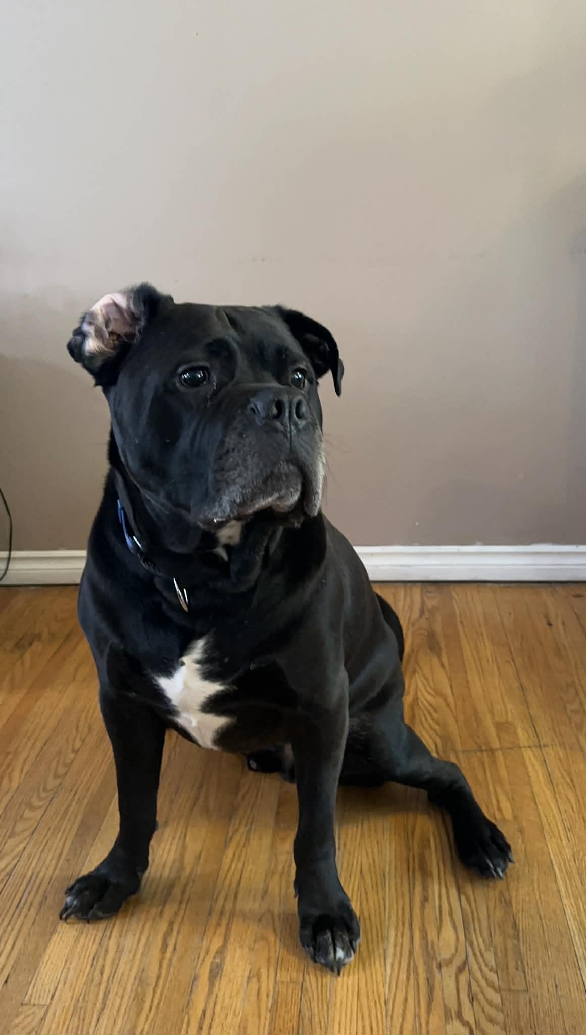 Enlarge Benson, a Adoptable mixed breed in Appin, ON image 6/6