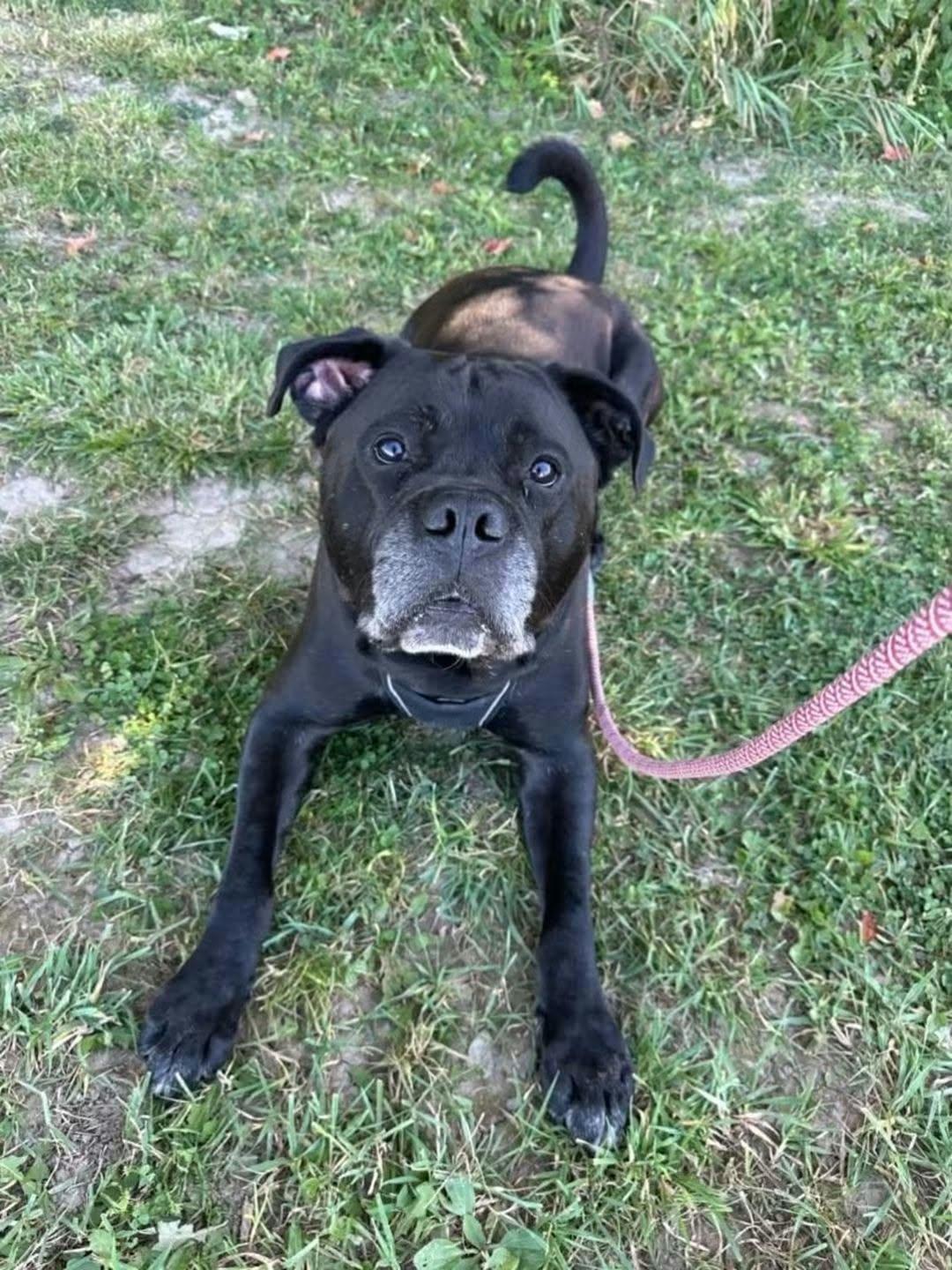 Enlarge Benson, a Adoptable mixed breed in Appin, ON image 5/6
