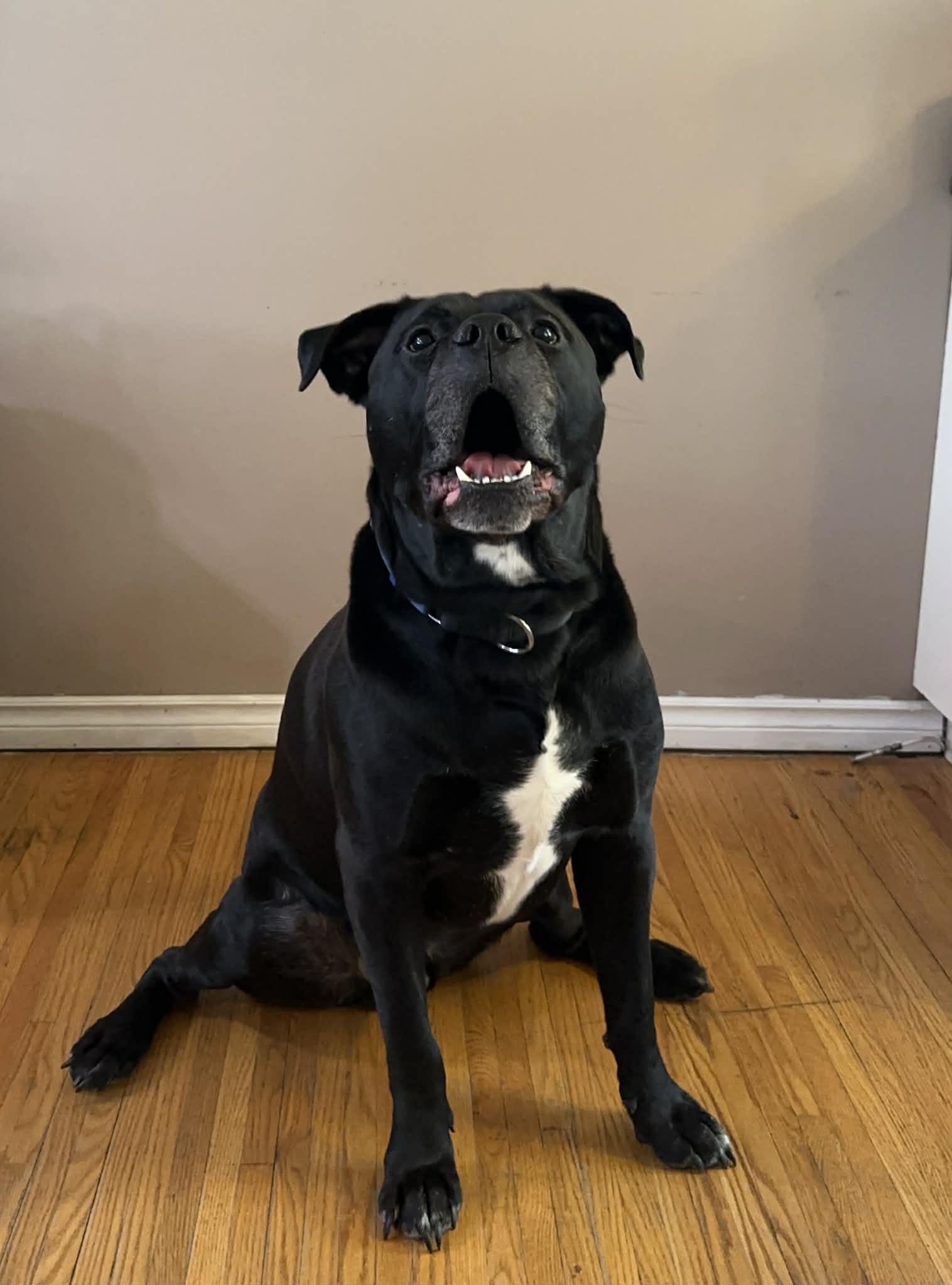 Benson, Adoptable, Adult Male Bullmastiff.