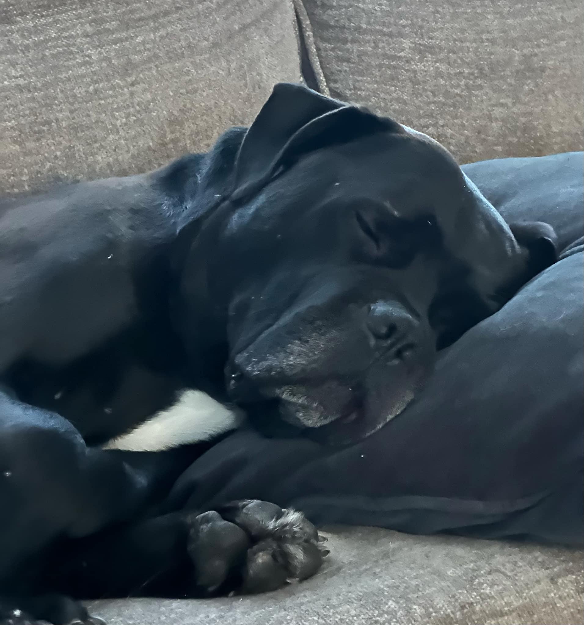 Benson, a Adoptable mixed breed in Appin, ON image 5/6