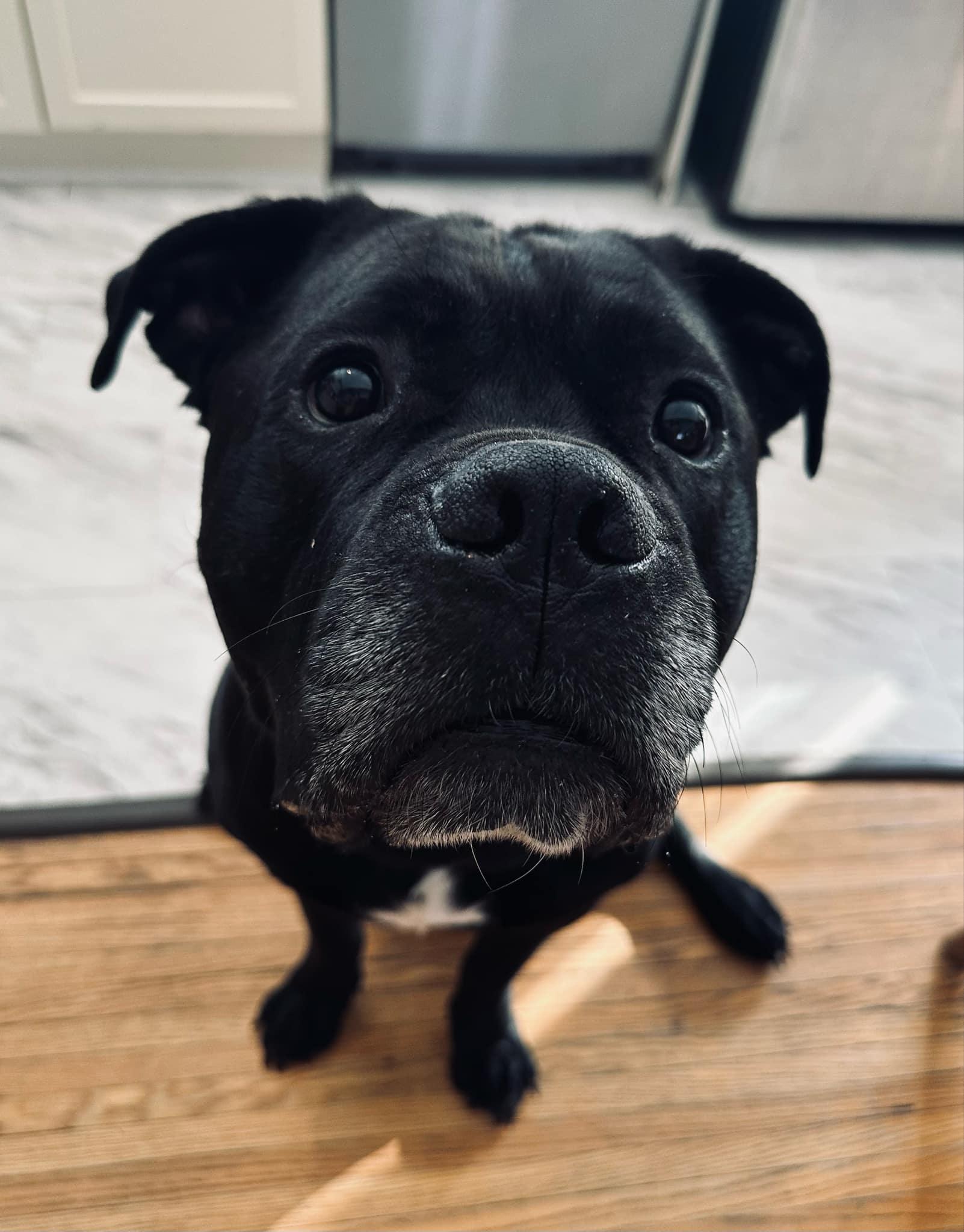 Benson, a Adoptable mixed breed in Appin, ON image 6/6