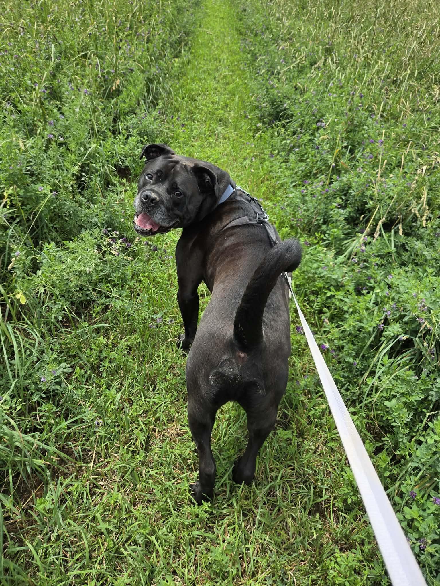 Enlarge Benson, an adoptable mixed breed in Appin, ON image 1/6