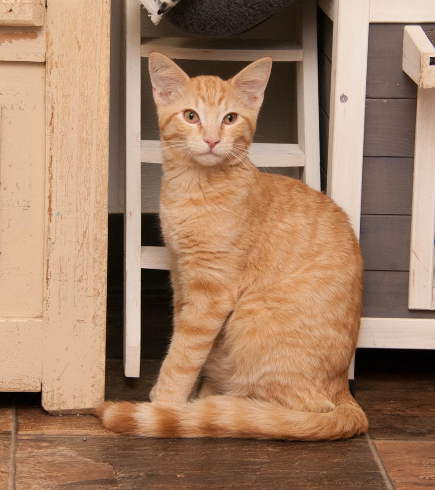 Reed (gets adopted with Bucky), a Adoptable Tabby in Westminster, CO image 3/3