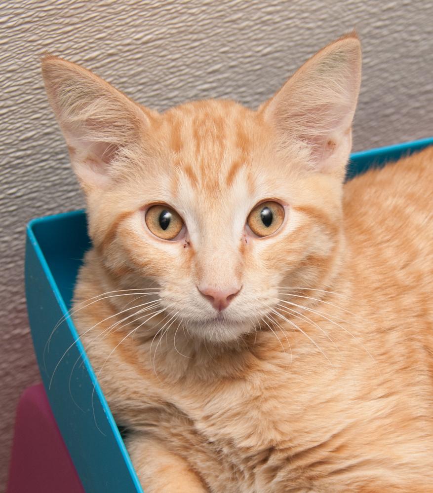 Reed (gets adopted with Bucky), Adoptable, Kitten Male Tabby.