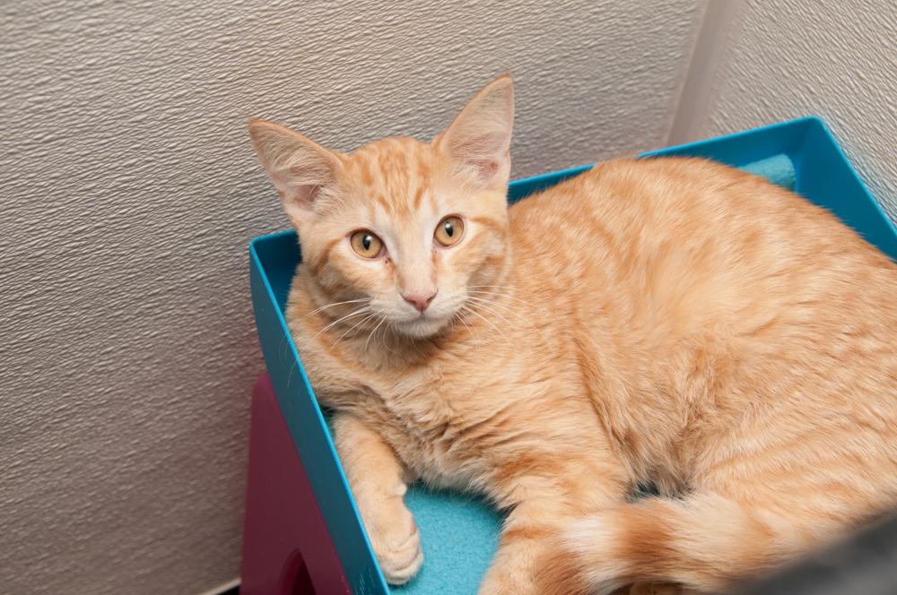 Reed (gets adopted with Bucky), a Adoptable Tabby in Westminster, CO image 2/3