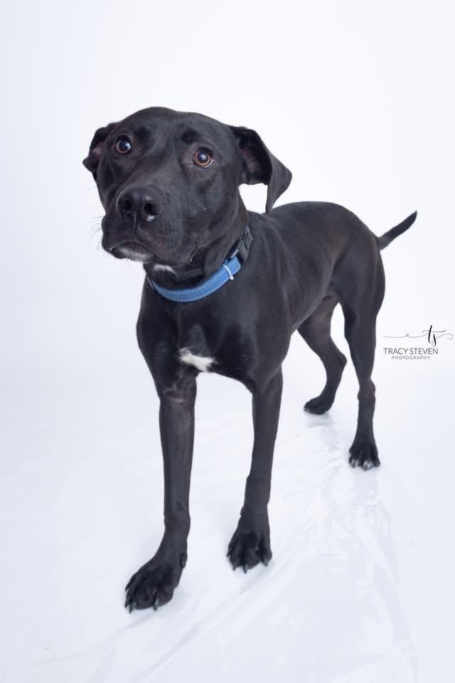 Lewis, Adoptable, Young Male Terrier & Mixed Breed.