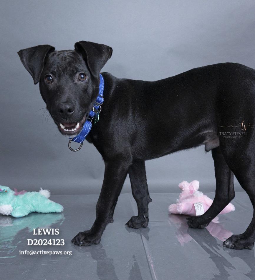 Enlarge Lewis, a Adoptable mixed breed in CONROE, TX image 2/6