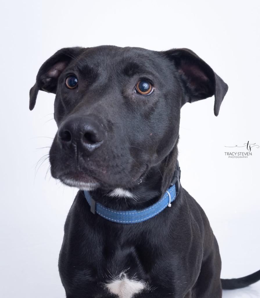 Enlarge Lewis, a Adoptable mixed breed in CONROE, TX image 3/6