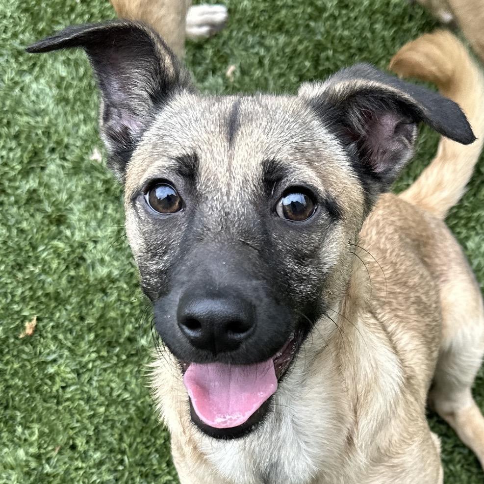 Gwen (puppy) - ECAS, Adoptable, Young Female Mixed Breed.