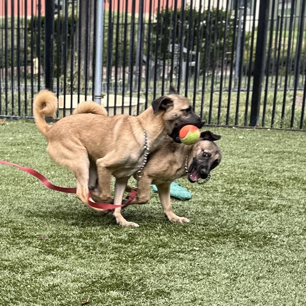 Enlarge Gwen (puppy) - ECAS, a Adoptable Mixed Breed in Pleasanton, CA image 3/6