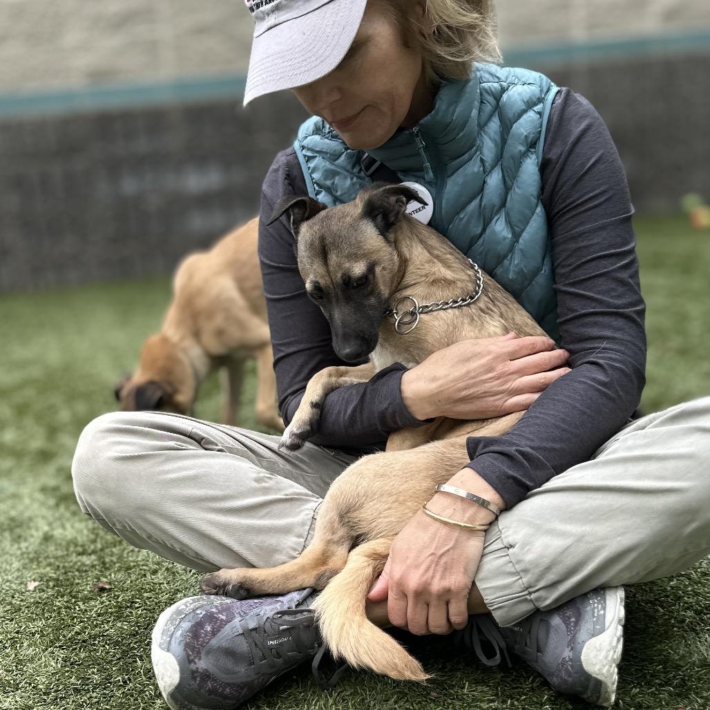 Enlarge Gwen (puppy) - ECAS, a Adoptable Mixed Breed in Pleasanton, CA image 4/6