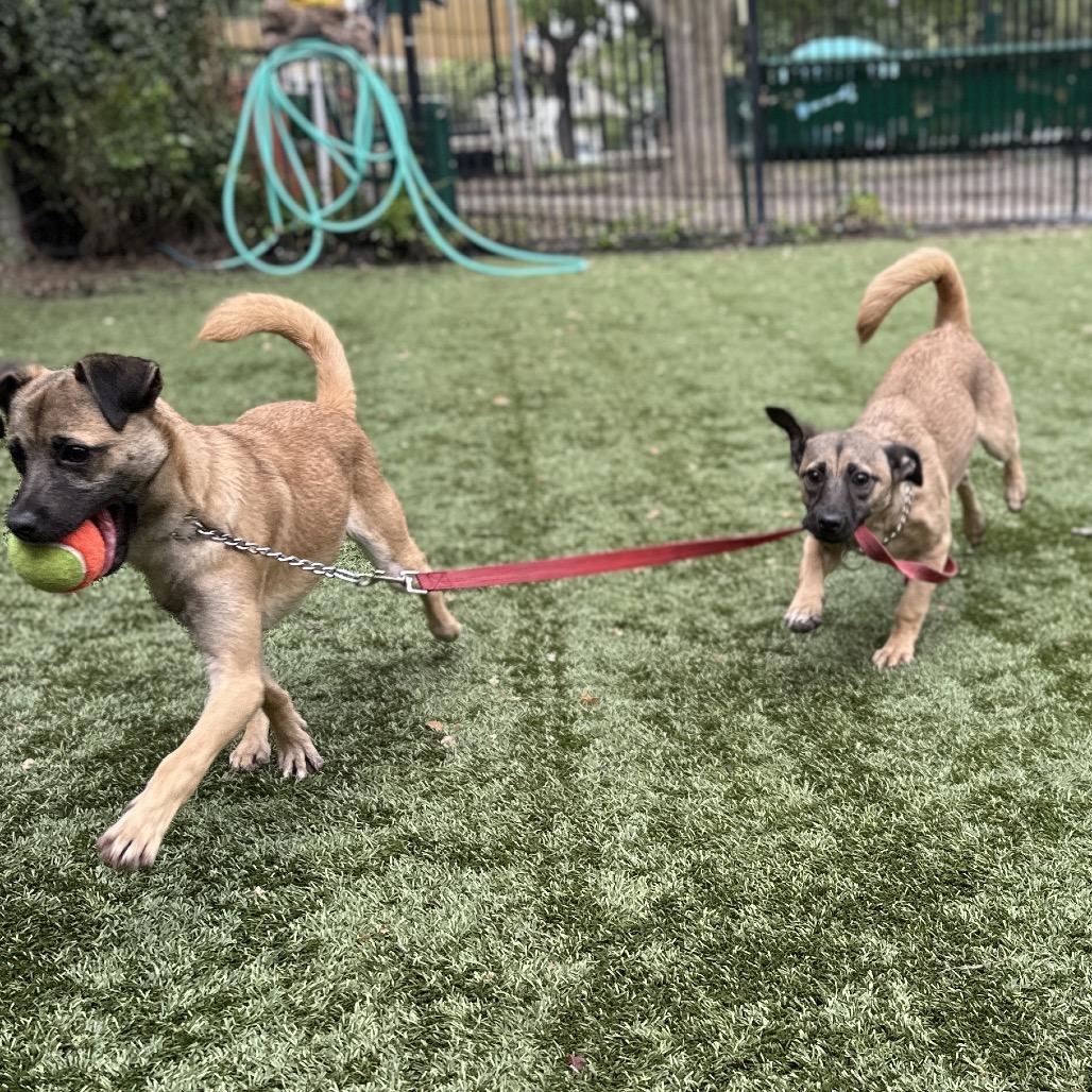 Enlarge Gwen (puppy) - ECAS, a Adoptable Mixed Breed in Pleasanton, CA image 5/6