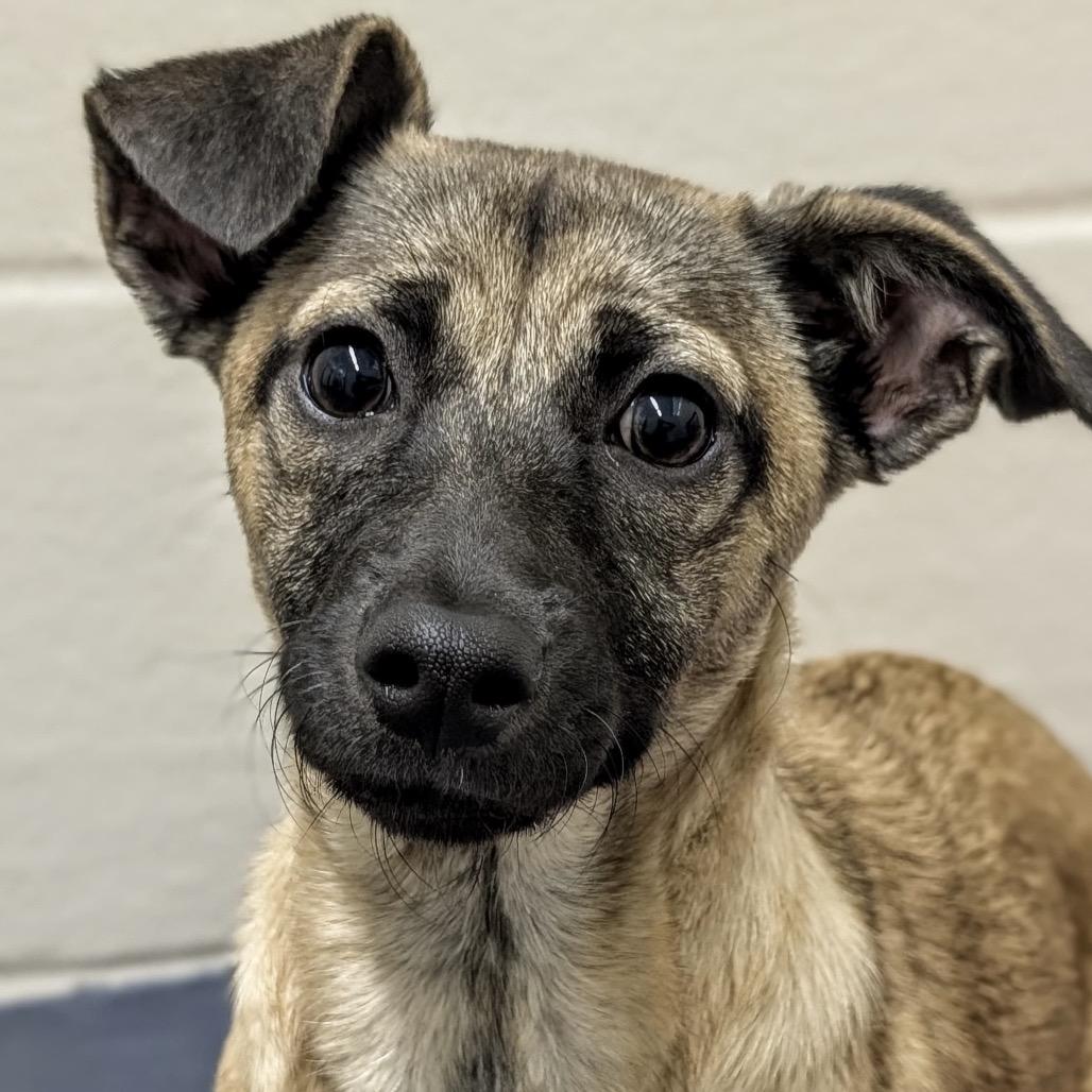 Enlarge Gwen (puppy) - ECAS, a Adoptable Mixed Breed in Pleasanton, CA image 2/6