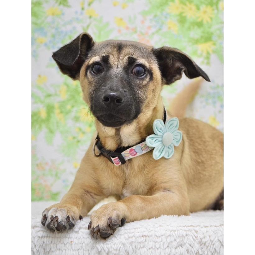 Enlarge Gwen (puppy) - ECAS, a Adoptable Mixed Breed in Pleasanton, CA image 3/6