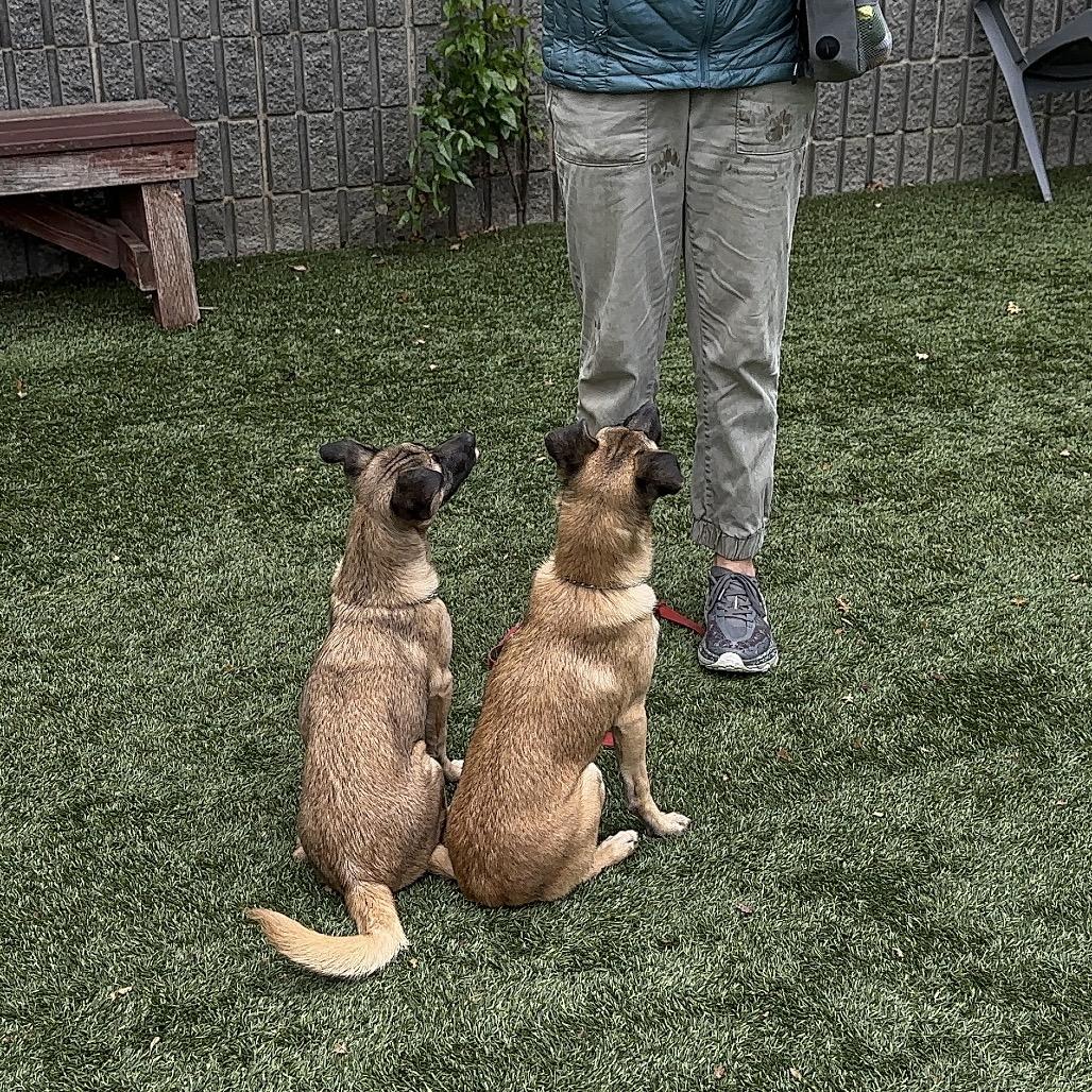 Enlarge Gwen (puppy) - ECAS, a Adoptable Mixed Breed in Pleasanton, CA image 6/6