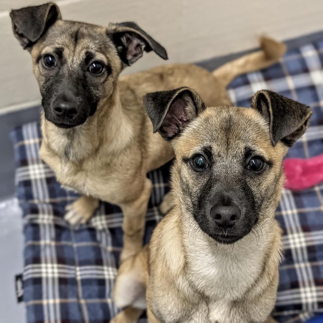 Enlarge Gwen (puppy) - ECAS, a Adoptable Mixed Breed in Pleasanton, CA image 4/6