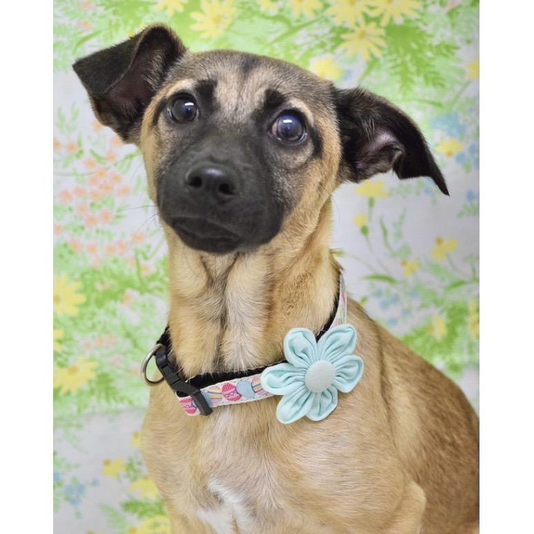 Enlarge Gwen (puppy) - ECAS, a Adoptable Mixed Breed in Pleasanton, CA image 5/6