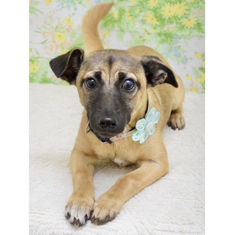 Enlarge Gwen (puppy) - ECAS, a Adoptable Mixed Breed in Pleasanton, CA image 6/6