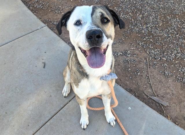 Enlarge OLIVER, a Adoptable Pit Bull Terrier in Phoenix, AZ image 1/1