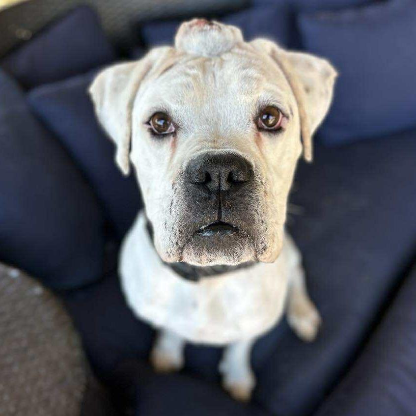 Jasper, Adoptable, Senior Male Boxer.