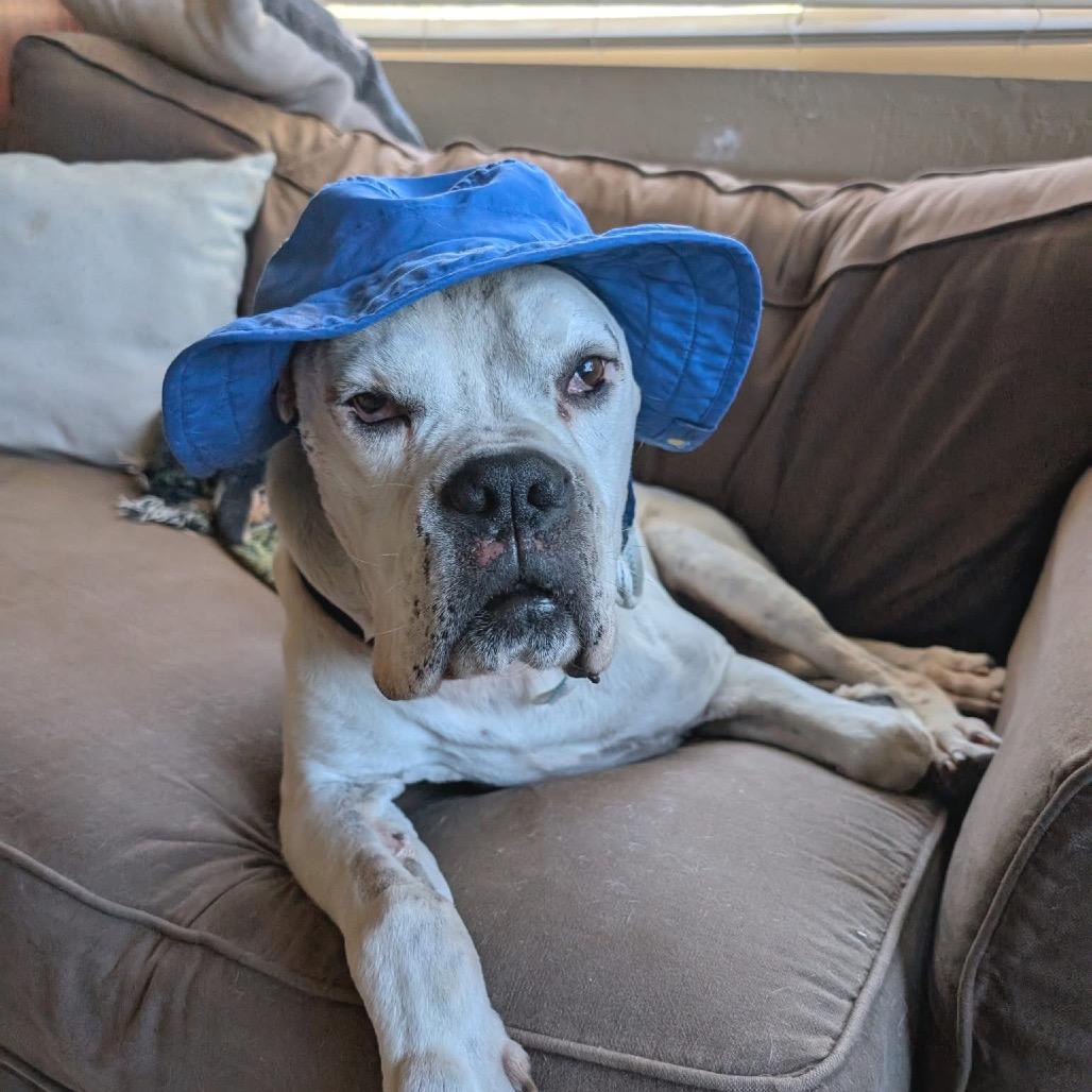 Enlarge Jasper, a Adoptable Boxer in Ramona, CA image 2/6