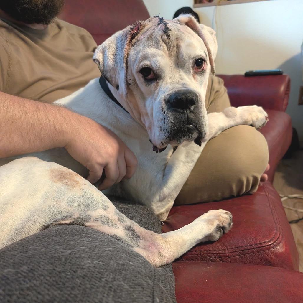 Enlarge Jasper, a Adoptable Boxer in Ramona, CA image 5/6