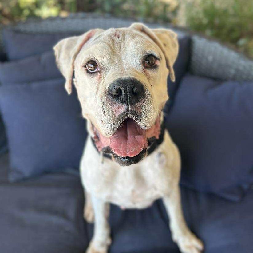 Enlarge Jasper, a Adoptable Boxer in Ramona, CA image 6/6