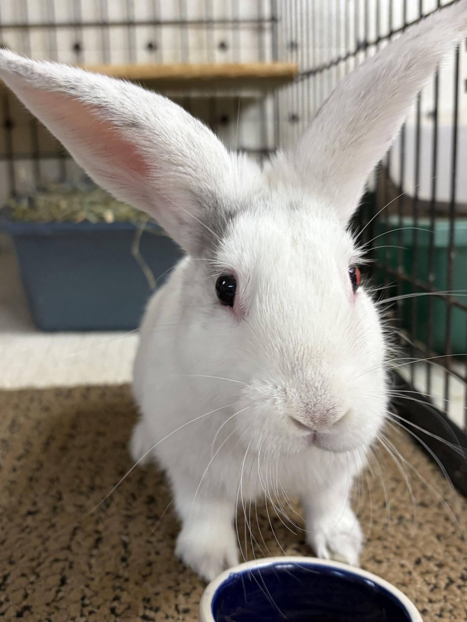 Marlin, Adoptable, Young Male Harlequin & Florida White.