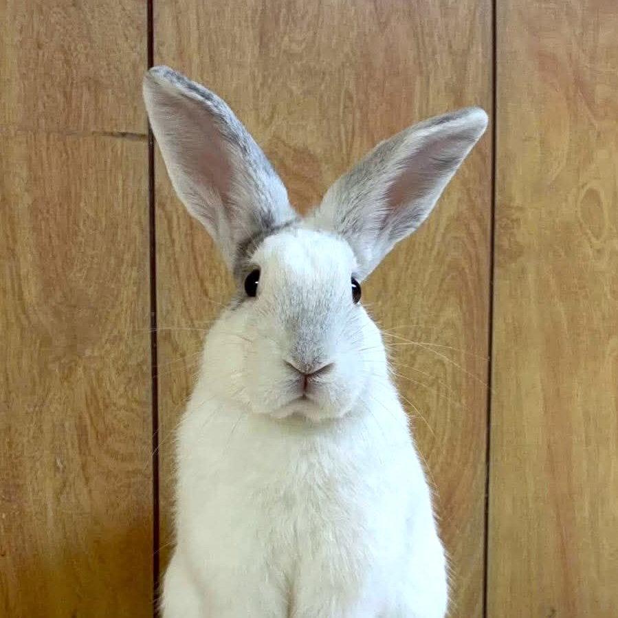 Enlarge Marlin, a Adoptable mixed breed in Great Neck, NY image 1/3