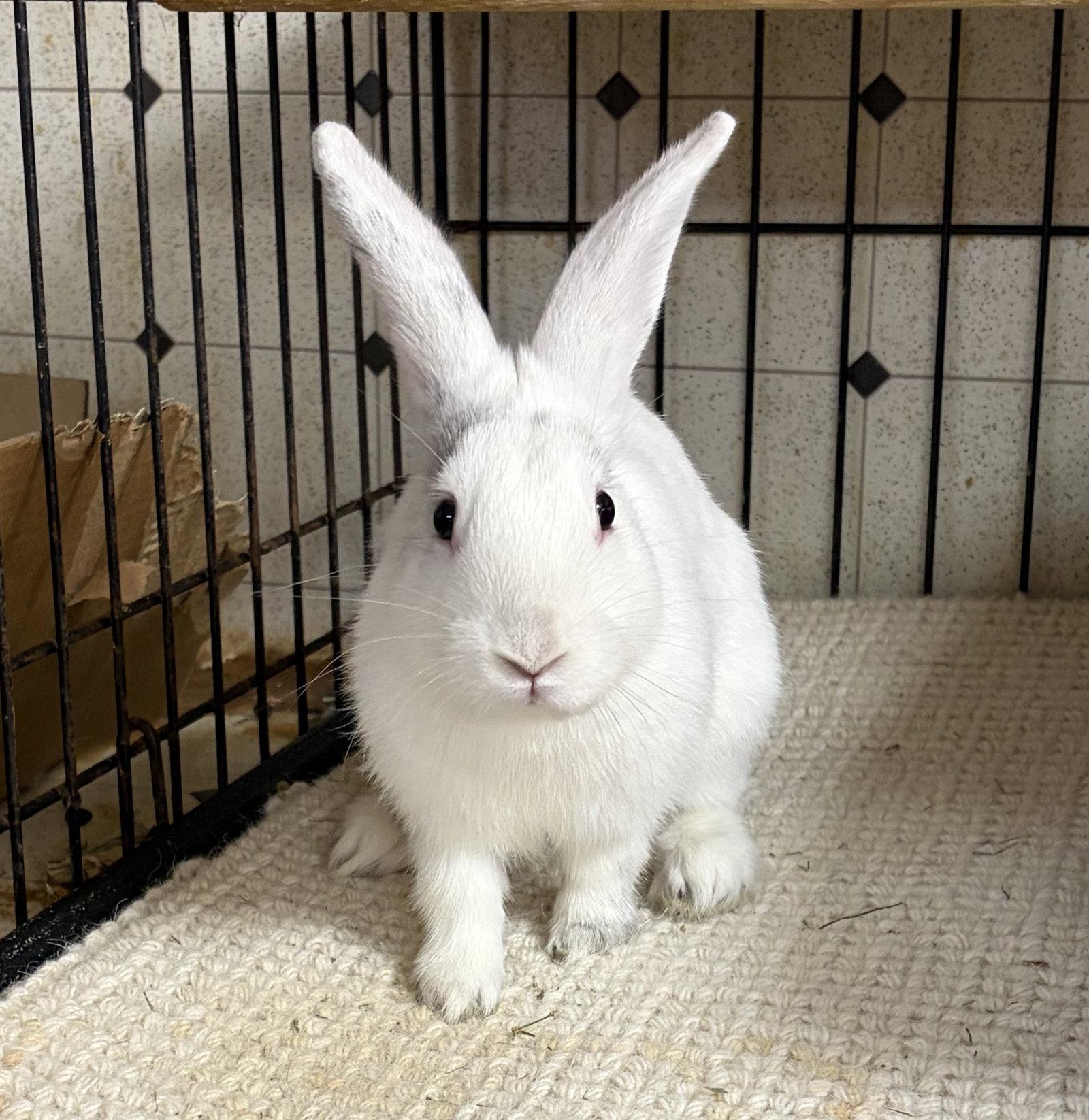 Marlin, a Adoptable mixed breed in Great Neck, NY image 2/2