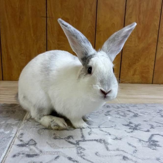 Enlarge Marlin, a Adoptable mixed breed in Great Neck, NY image 3/3