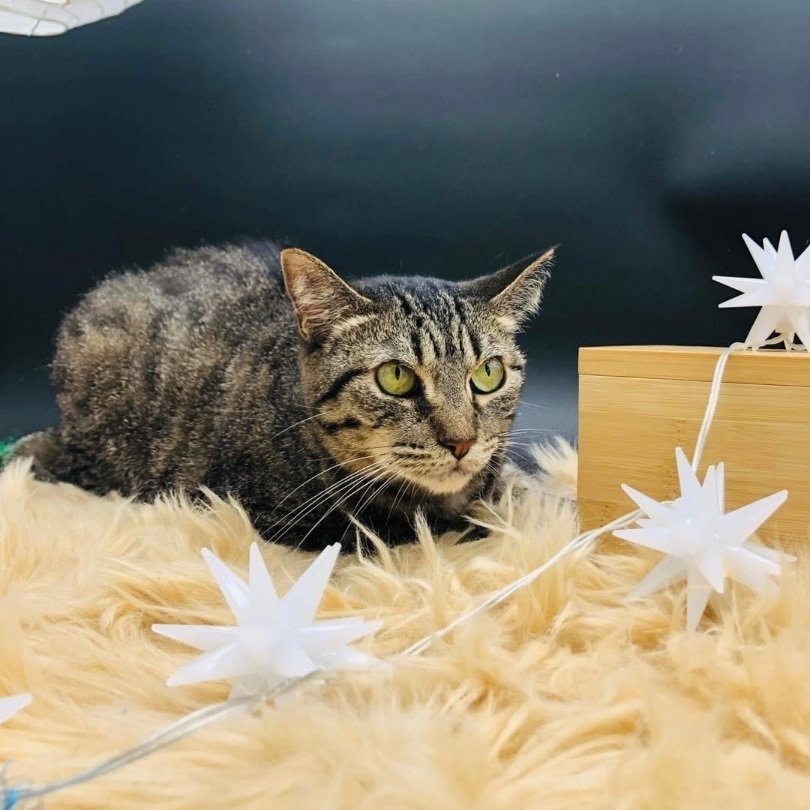 Mademoiselle, a Adoptable mixed breed in Lubbock, TX image 1/12