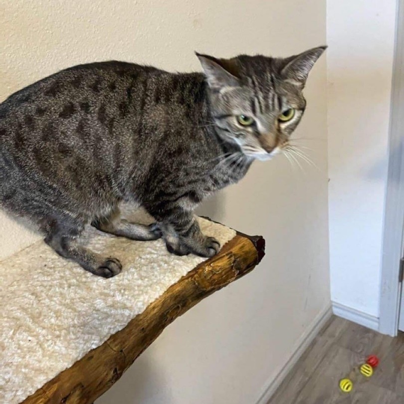 Mademoiselle, a Adoptable mixed breed in Lubbock, TX image 2/12