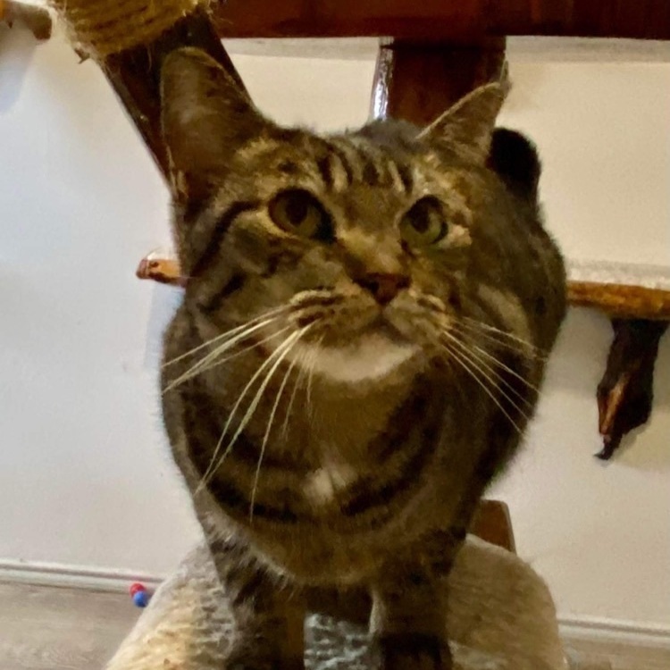 Mademoiselle, a Adoptable mixed breed in Lubbock, TX image 3/12